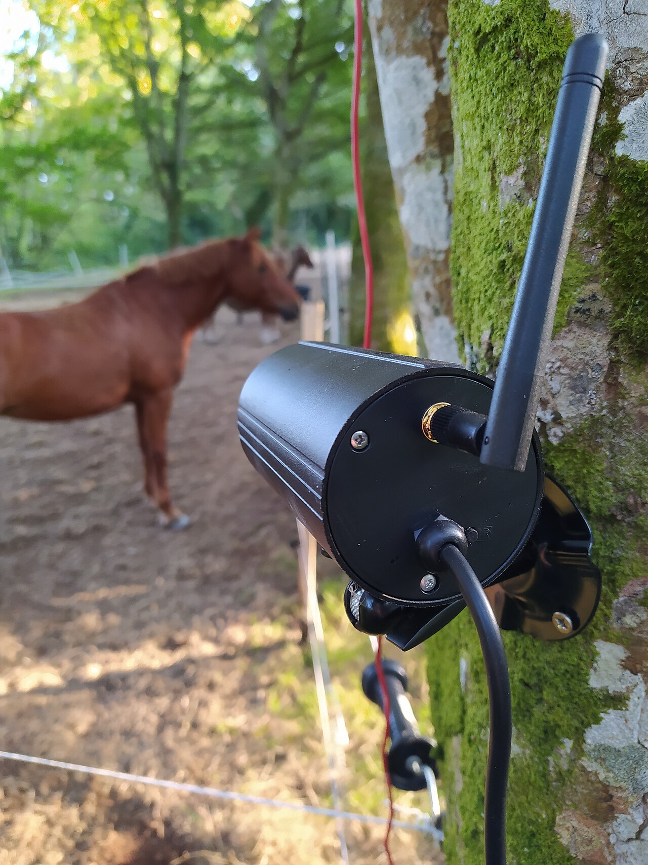 Caméra de chasse en situation